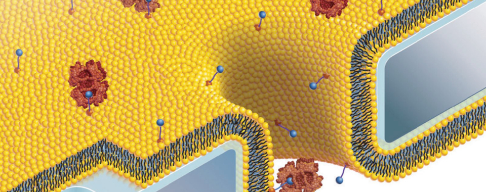 BioPhysics (Mayer)